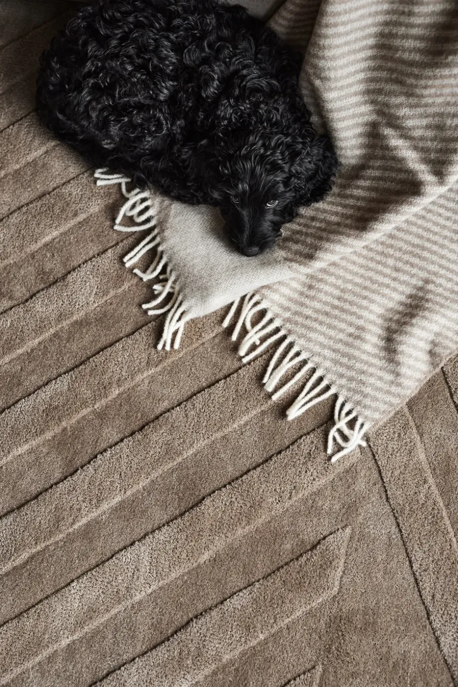 Alfombra de lana Levels stripes topo, 170x240 cm