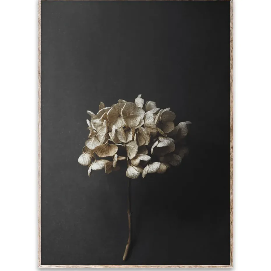 Lámina Still Life 04 Hydrangea, 50x70 cm